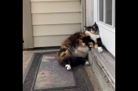 ドアにもたれかかりお昼寝中のネコ。同居犬たちは避けて通るのに慣れっこ？【アメリカ・動画】