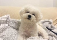 普段は使えないブランケットにのれてうれしいの？ご機嫌なビションフリーゼがかわいすぎる！