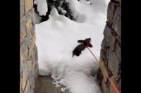 新雪にダイブ！ミニチュアダックスフンドのキュートなシルエットがくっきり！！