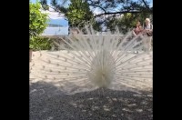 神秘的な白いクジャク。華やかな羽を広げた姿が美しすぎる！！【海外・動画】
