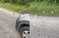 1匹の子猫を保護すると草むらから子猫の群れが現れた！これは可愛すぎる！！まとめて保護するしかない【アメリカ・動画】