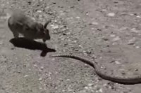 超武闘派ウサギを発見！！ウサギだってやる時はやるんです！ヘビをコテンパンに返り討ちにする強すぎるウサギさん