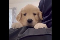 ゴールデンレトリバーの子犬がビックリ！スマートフォンに写る自分に驚いた？「かわいすぎて辛い」「知らない犬がいるワン」