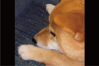 柴犬のかわいすぎる甘え方。膝に乗り、おててつないでからのあご乗せに反響