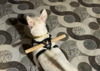 超アナログだけど脱走防止に効果的！イヌの背中に括りつけられた棒！！【海外・動画】