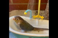 極上のスパ？インコがオモチャのバスタブでシャワーを楽しむ！！【アメリカ・動画】