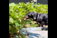 飼い主は見た！畑に実った美味しそうな真っ赤なイチゴをつまみ食いするミニチュアダックスフンド【アメリカ・動画】