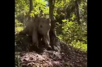 森のすべり台！？赤ちゃんゾウが坂道を滑って遊ぶ！【海外・動画】