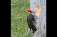 キツツキは穴掘りに大忙し！大工作業を観察されているのを気付かないほど集中してる！！【海外・動画】