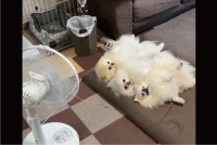 扇風機の前をポメラニアン3姉妹が占領！暑い日に涼む姿が話題に「同じ格好で並んでまぁ」「ポメちゃん達の開きだ！」