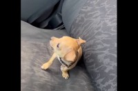 車に乗ろうとしたら・・助手席に先約が！シートの上を陣取るのは・・愛らしい子犬！！【海外・動画】