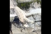 ユキヒョウの見事なバックフリップ！岩場から後ろ向きに一回転しながら飛び降りた！！【海外・動画】