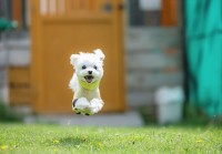 マルチーズが飛んでいる！？駆け回っている一瞬を捉えた写真が話題に「コマーシャルのカットに使えそう」「飛行犬だぁー」