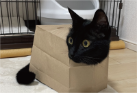 黒猫が紙袋にすっぽり！正真正銘の香箱座り？をしている姿が話題に「良い香箱ですね」「想像以上に箱」