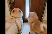 お散歩のゲートオープン待ち！ドアが開けられるのを待つ愛犬たちの後ろ姿に反響「うきうきが伝わってきます」「これだけでかわいいって何なんでしょ？」