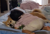 幼い女の子に何をされても動じない！柴犬のお姉ちゃんっぷりが話題が「動かざるごと柴の如し」「ふぅ、やれやれ・・・みたいな顔」