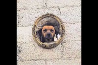 街中の芸術作品？額縁を思わせる壁の穴から順番に顔を出すイヌたち【海外・動画】