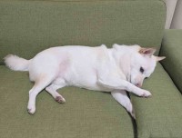 快眠のため、クッションの角度を念入りにチェック！？柴犬の行動に反響「かしこいな～」「快眠したいよね」