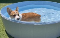 コーギーが水中ウォーキングエクササイズ！？プール遊びしている姿に反響「だいぶ慣れてきた感じですね」