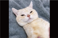 お腹はナデナデしてほしいけれど・・。お顔は絶対に触らせないマンチカンが話題に