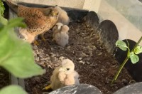 バルコニーのプランターに住み着いたのは意外な家族！？目が合ってお互いにビックリ！？【海外・動画】