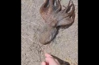 浅瀬で出会ったタコがスーッと急接近！人懐っこくてペットみたい！！【海外・動画】