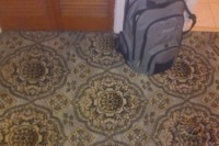 この写真の中に動物が隠れています！あなたは10秒以内に見つけられるか！？