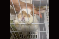 ウサギが飼い主さんをお出迎え！ナデナデしてもらい目をつぶるかわいすぎる姿に反響「両方の気持ちわかるわ〜」「かいぬしさんだいしゅきーという声が聞こえます」