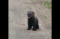 子グマにそっくり！？草むらから出てきたのは・・北米に生息するフィッシャーの赤ちゃん【海外・動画】