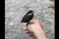 手の上にとまっているヒナドリ!?それだけでもビックリなのに！この後さらに驚きの光景が！！