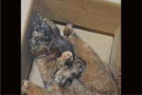 自分のしっぽに夢中になって遊んでいたはずが・・。突然我にかえったサビ猫が話題に「かわいいなぁ」「尻尾うまうまうま」