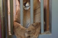 【ママになったよ！】まるでディズニー映画のプリンセス！確実に 自分の事を可愛いと自覚しているピューマ！