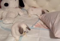 クシクシしたり枕カバーをかじったり。自由に過ごすウサギたちがかわいすぎると話題に