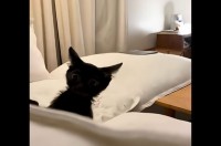 ソファの周りでバタバタ！元気いっぱいにはしゃぐ子猫が無邪気でかわいい！【アメリカ・動画】