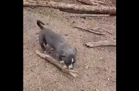 いっちに、いっちに！とお手伝い？丸太の運搬作業中に木の棒を運ぶ子犬が！！【海外・動画】