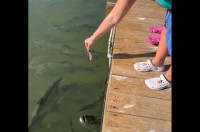 魚にエサをあげようとしたらビックリ仰天！！まさかの相手の横取りに驚愕した！【アメリカ・動画】