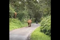 カーブを曲がったら目の前に野生のゾウが！？ライダーたちにピンチ！！【海外・動画】