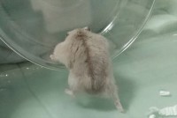 「よっこいせ」回し車に乗りたいハムスターの後ろ姿に反響「背中で語るハムちゃん」「たくましいお背中」