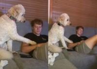 まるでコント！飼い主にどうしてもかまってほしいワンコの行動がかわいすぎた！最後のオチは必見