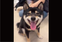 ご機嫌な柴犬。ナデナデしてもらって最高の笑顔になっている！！「表情が豊かすぎ」「幸せが溢れすぎてます」