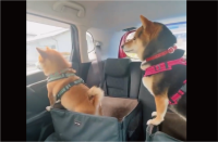 柴犬たちの動きがシンクロ！まったく同じ行動をする姿に反響「スイミングも出来そう」「すごい！柴ドリルからのタッチ！」