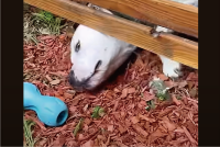 オモチャを取ろうと一生懸命だけど・・！もっと簡単に取れるよ！！【アメリカ・動画】