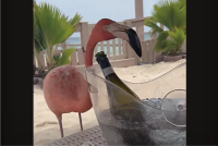 フラミンゴもバカンス気分？アイスペールの氷水を飲んだりひと心地ついてみせたり・・【海外・動画】