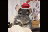 チンチラに帽子をかぶらせると・・。耳が下がった！！「センサーでもついているんでしょうか」「かわいすぎる！」