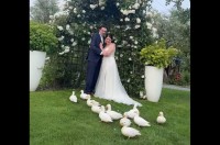 結婚式にかわいすぎるサプライズゲストが！ウェディングドレス姿を仲間と思ったかのように駆け付けたのは・・アヒルたち！！【海外・動画】
