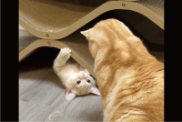 たっぷり30分ほど子ネコの遊び相手になってあげた兄ネコ「本当にやさしいなぁ」「見守っていますね～」