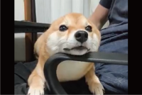 豆柴の耳がピョン！生え変わった（？）瞬間が話題に「想像以上の速さだった」「生えていない時ちょっとウサギみたい」