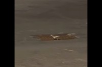 ピンチを救え！！排水溝の上でうろたえる1羽の鳥。様子を見に行くと・・、排水溝の中にヒナが！【アメリカ・動画】