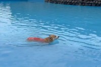 必死に歩いてるのに・・。進んでいるように見えないコーギーがかわいい！