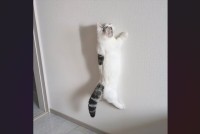 マンチカンが壁に貼り付いている！？その姿が「前世はセミかな？！」「お土産のマグネットでは？」と話題に